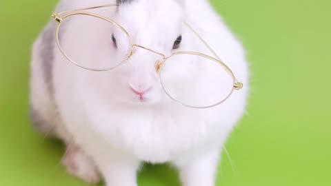 Cute animal rabbit reading a book