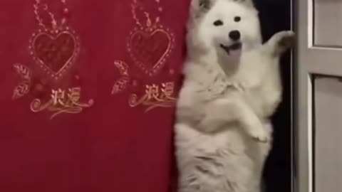 Funny moments by dog