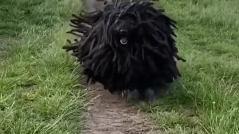 hairy black dog on run.mp4