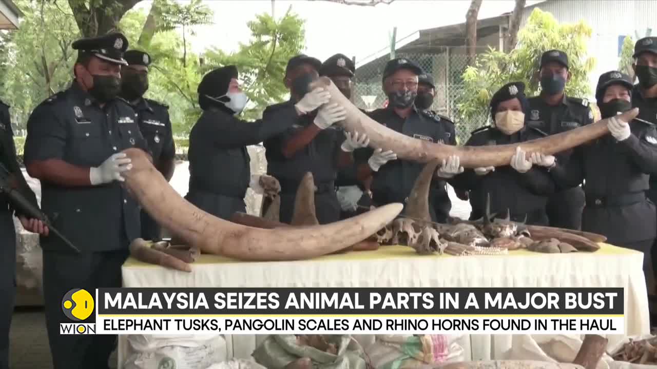 Malaysia seizes illegal animal parts worth $18 million | International News