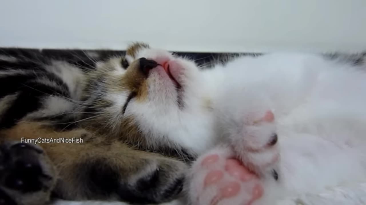 The best funny playing cats and dancing kittens compilation | try not to laugh