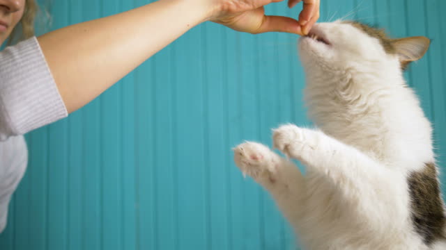 Girl feeding a treat to a white cat, a funny pet