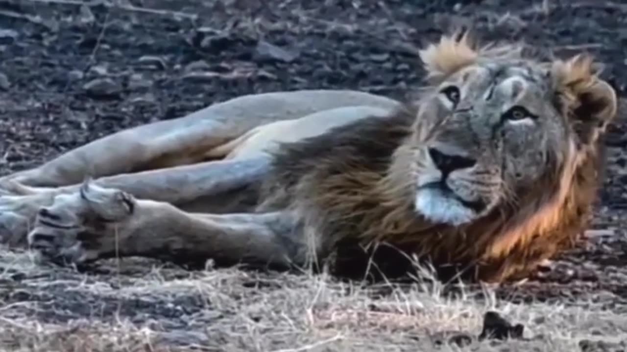 Life in Gir forest Gujarat India #wildlife #shorts #lion