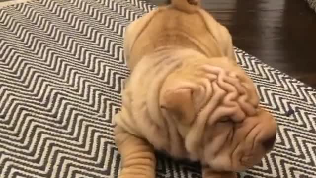 Would you play with him 🤩