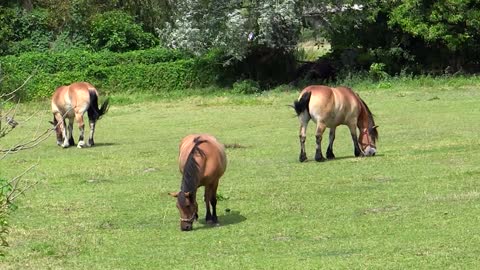 Beautiful Horse Breeds In The World - Nature Relaxation