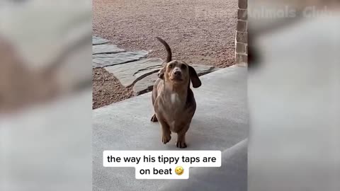 Dog funny video 🤣🤣