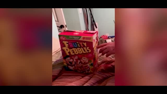 🦋​🌼​🦋​my house is this box