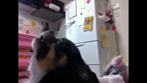 Cute and funny pets video 13
