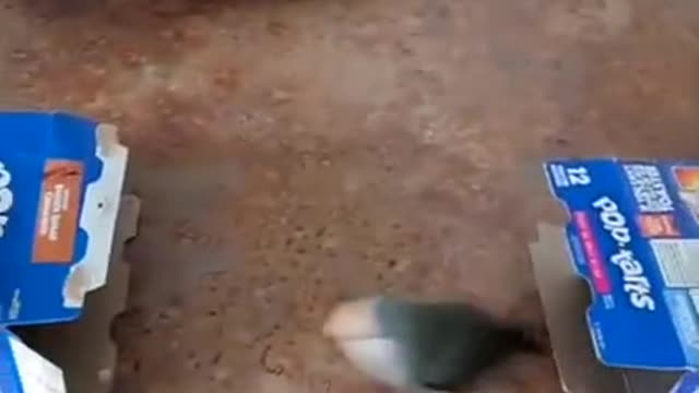 Bird Side of TikTok