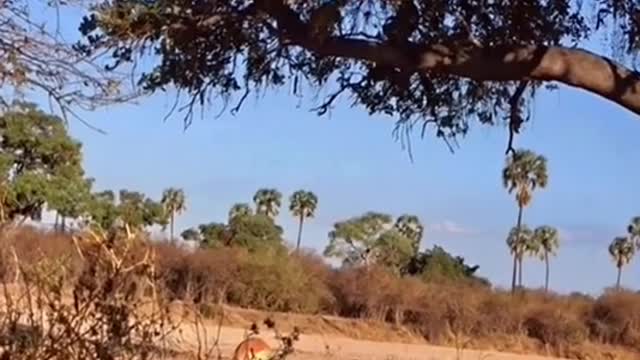 Leopard jumps down from trees to hunt,it’s so amazing