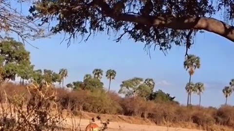 Leopard jumps down from trees to hunt,it’s so amazing