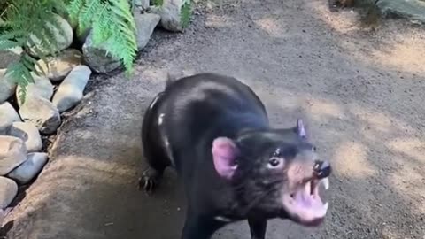 Tasmanian devil