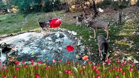 Feeding The Locals