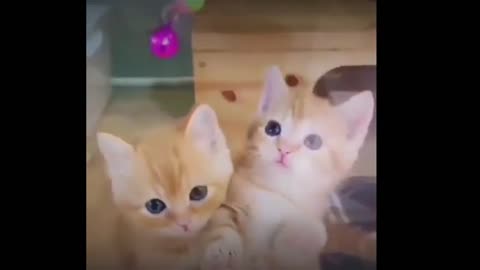 Funny Baby Cats