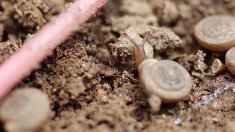 Snail action in my garden.