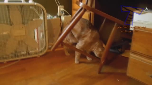 Compilation of funny cat videos #4 - Genuine comedy