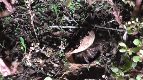 Trapdoor Spider Does The Gardening