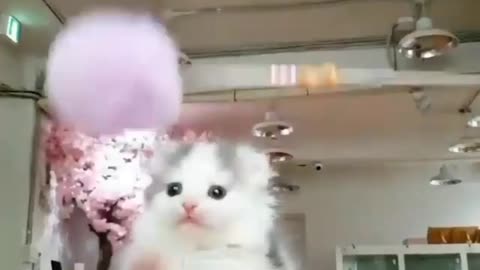 Cute kitten