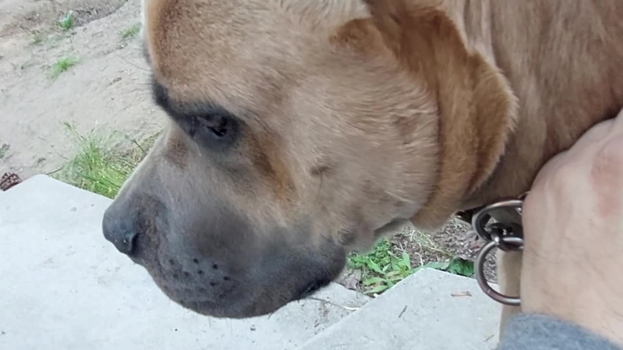 Cane corso puppies 🐶