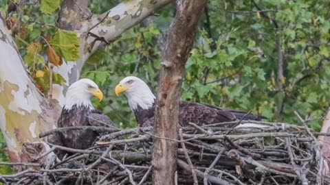 The Symbol of America, The Bald Eagle.