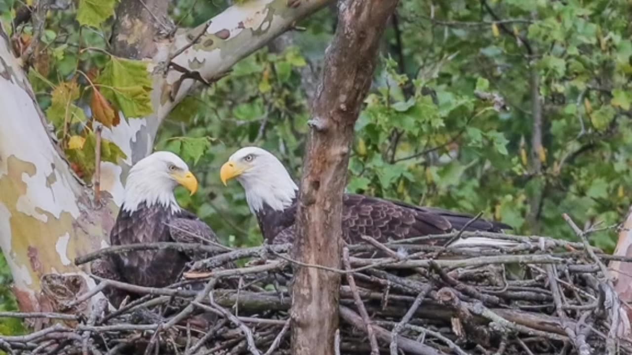 The Symbol of America, The Bald Eagle.