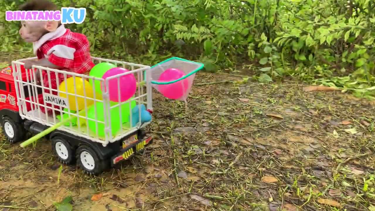 Cute Monkey Luby Visits Lake To Catch Ducks And Colorful Balls