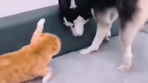 cute cat dog fight 2021 #shorts
