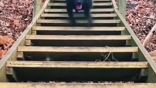 bast funny animals