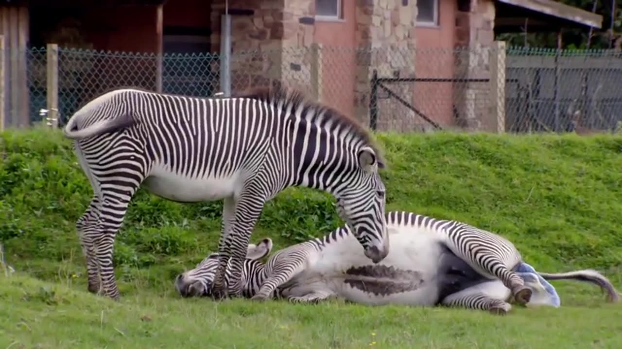 The amazing birth of baby zebra