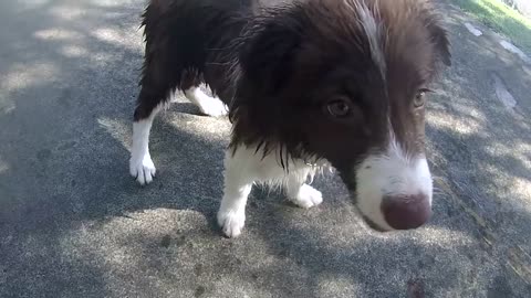 Border Collie Koda - 1 Year