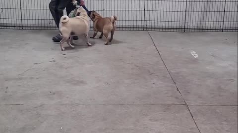 Tug a Pug