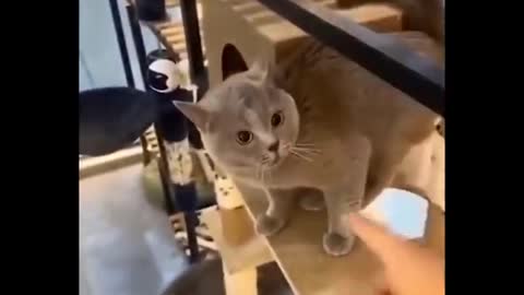 Funny cat life 🐕🐕🐕🐕don't hold back your laughter😄😄😄