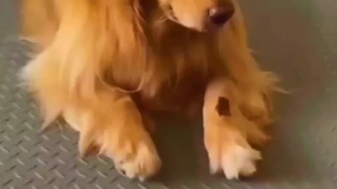 Funny cats&dog | Hilarious cat and dog moments Cats and dogs funny videos funny...