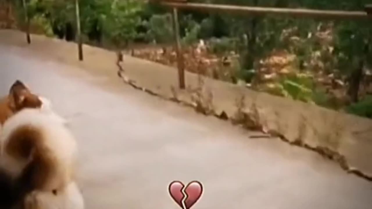 Funny video