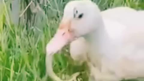 Duck snake eating