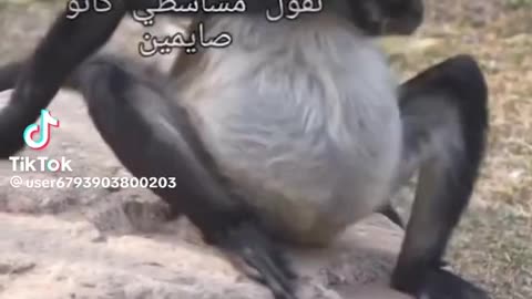 funny monkey