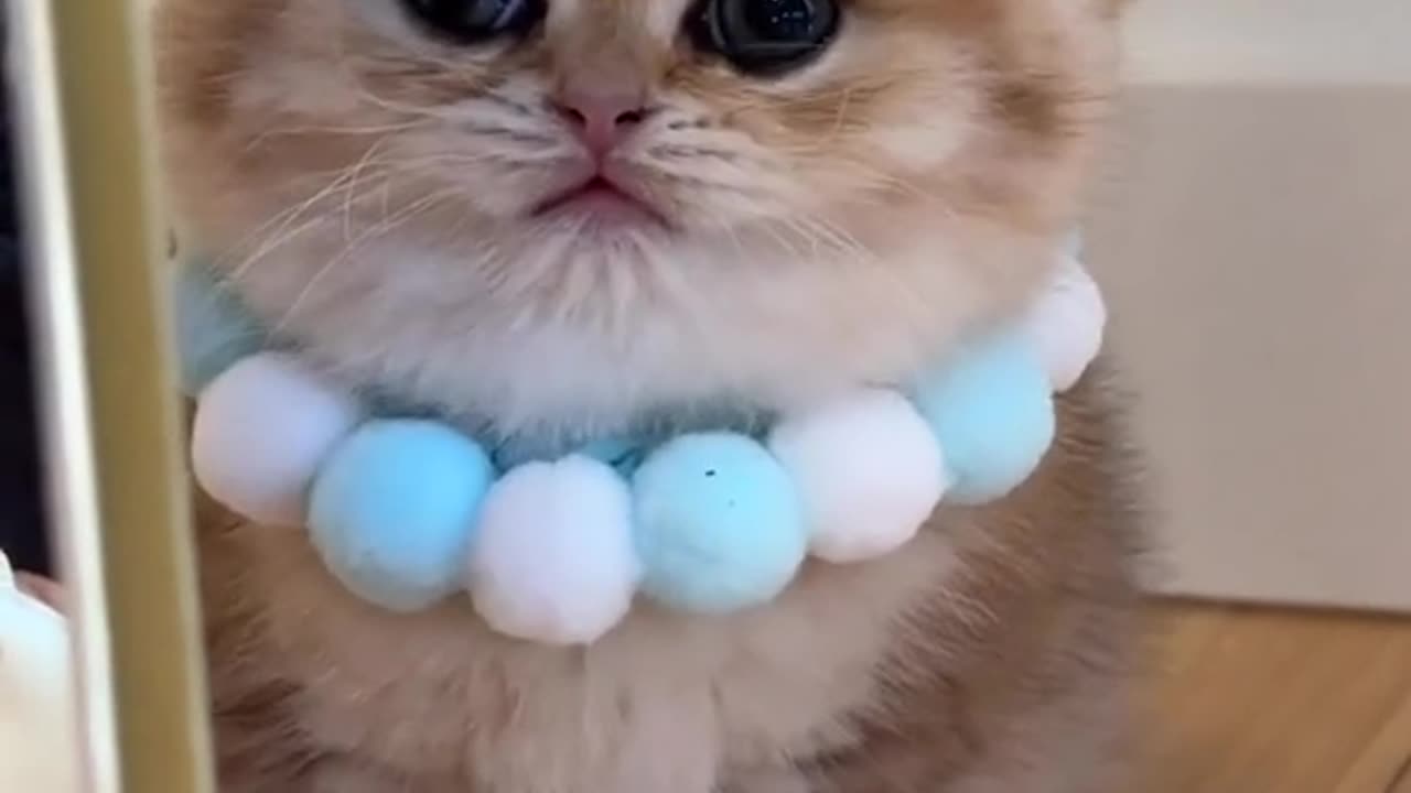Purrfectly Precious: A Feline Frenzy of Cuteness!"