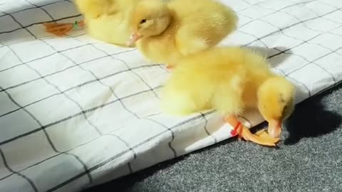 Yellow duck