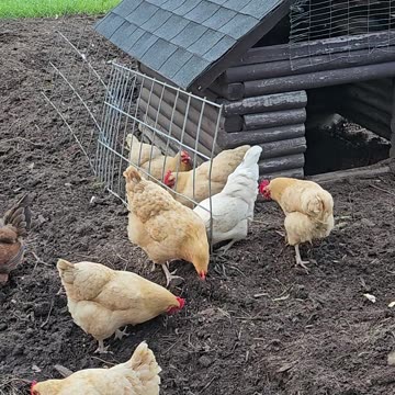 OMC! These chickens are serious about worm hunting! 😮🐔😊#chickens #hunting #worms #serious #shorts