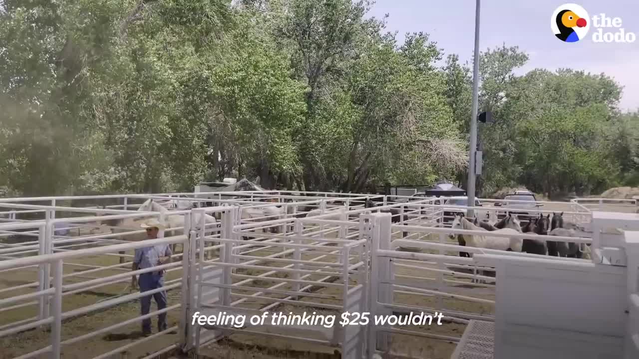 Woman Spends Over A Year Trying To Find Wild Horse And All Of His Mares And Babies | The Dodo