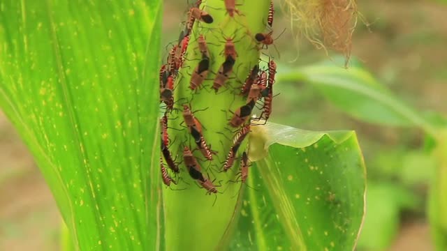 Ants copulates while clustering