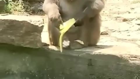 Cute and funny animal