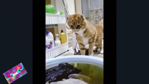 Funny cats