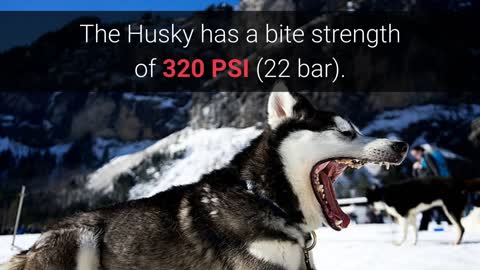 Dogs with the Strongest bite in the world