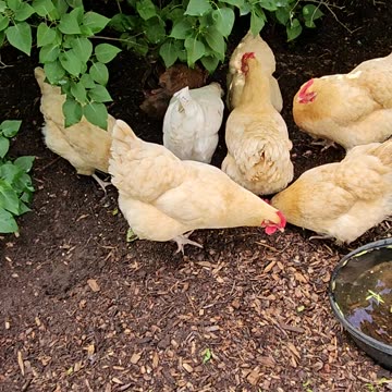 OMC! Nature's Buffet: Orpingtons and Friends Feast Under the Lilacs!