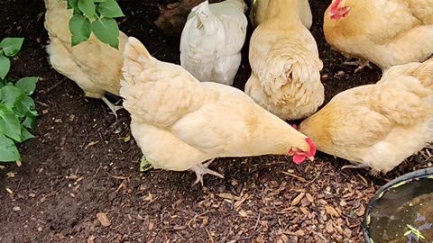 OMC! Nature's Buffet: Orpingtons and Friends Feast Under the Lilacs!