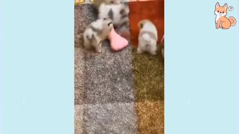 Funny Puppies Doing Funny Things