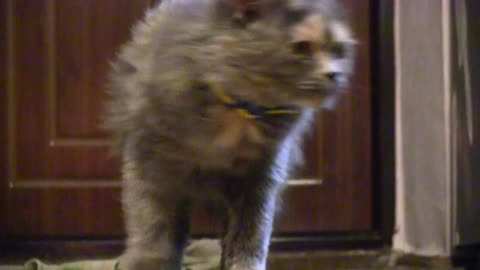 A life of a cute cat.