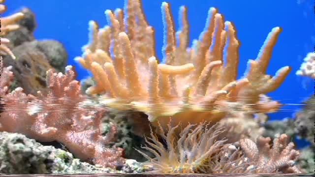 sea coral