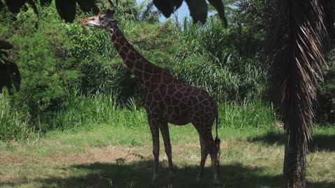 Portrait of a Giraffe Eating